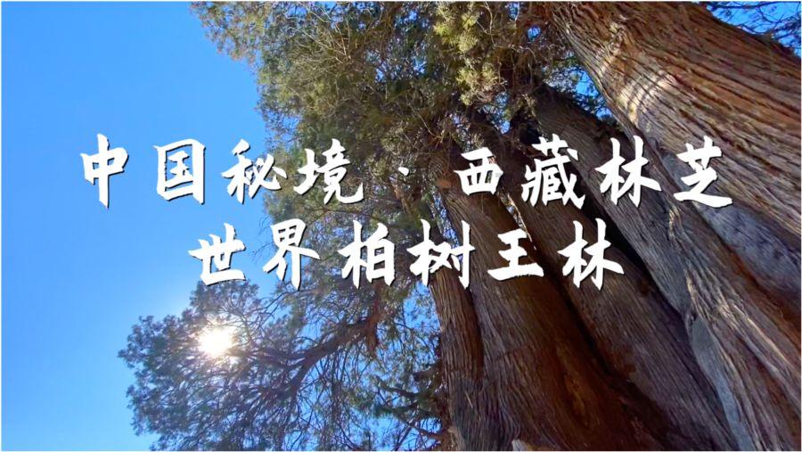 天谕手游